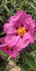marionaubry @marionaubry profile image
