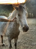 elur @elur profile image