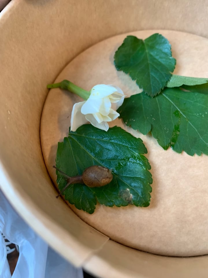 photo of Vegan Bakkal Frozen Raw Cake with berries by Nu Snacks shared by @alarathevegan on  09 Dec 2019 - review