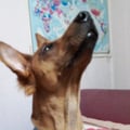 veganvedika @veganvedika profile image