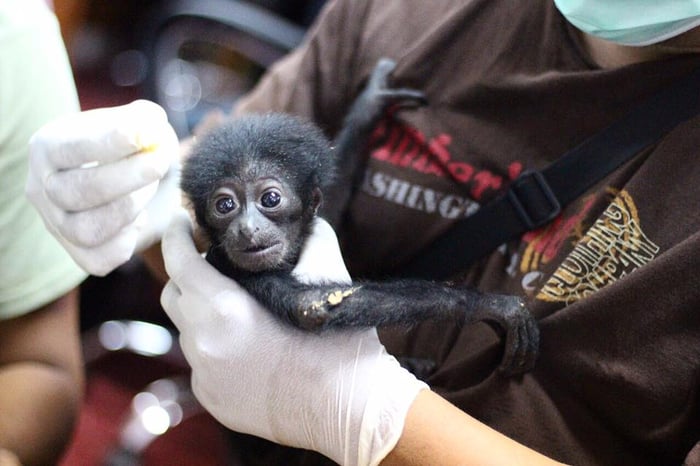 Young monkey being rescued