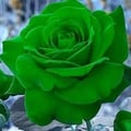 plantfoodie @plantfoodie profile image