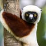 veganlemur