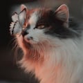 manucgprado @manucgprado profile image
