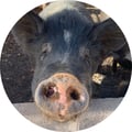 belenroca @belenroca profile image