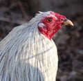 @roosterredemption profile image