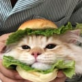 @makoto profile image
