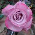gardenfoodie @gardenfoodie profile image