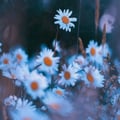 floresamarillas @floresamarillas profile image