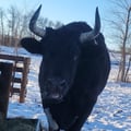 emilyannemaynard @emilyannemaynard profile image