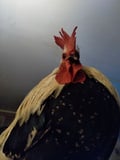 bartolito18 @bartolito18 profile image