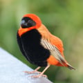 naeemahseedat @naeemahseedat profile image