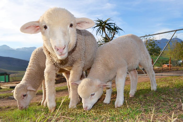 group of sheep