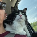 adventurecat @adventurecat profile image