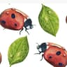leavesandladybugs