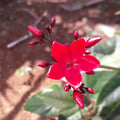 zcr @zcr profile image