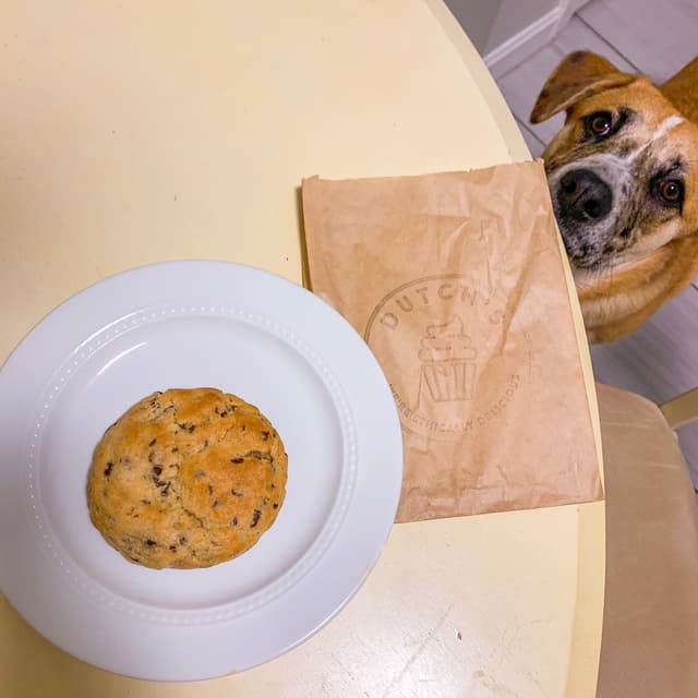 菜肴“Chocolate Chip Cookie”的照片