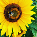 silvialus @silvialus profile image