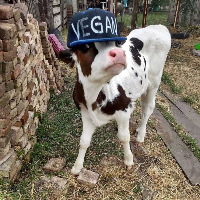 cow with a vegan hat