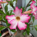 petflor1984 @petflor1984 profile image