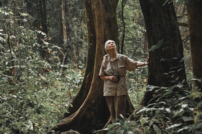 Jane Goodall