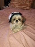@bronxbombersyn profile image