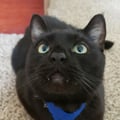 morganthevegan @morganthevegan profile image
