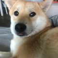 @sakuratheshibainu profile image