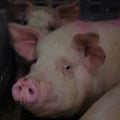 4thepiggies @4thepiggies profile image