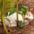 lujoya @lujoya profile image
