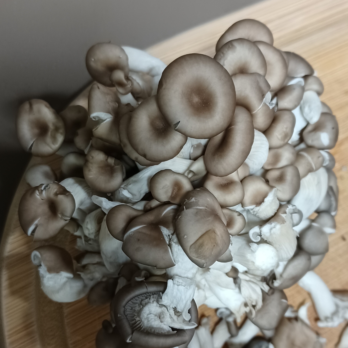 Sensei Cogumelos Cogumelo Shimeji Reviews abillion