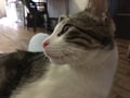 lacatface @lacatface profile image
