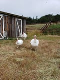 sweetfarm @sweetfarm profile image