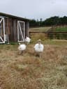 sweetfarm