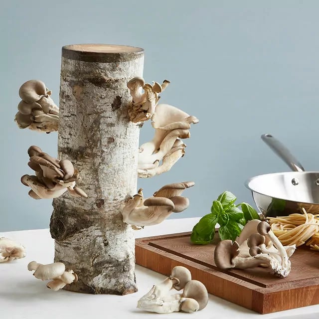 mushrooms