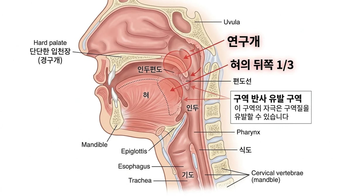 구역반사를 유발하는 입천장 연구개와 혀 뒤쪽 해부학적 구조