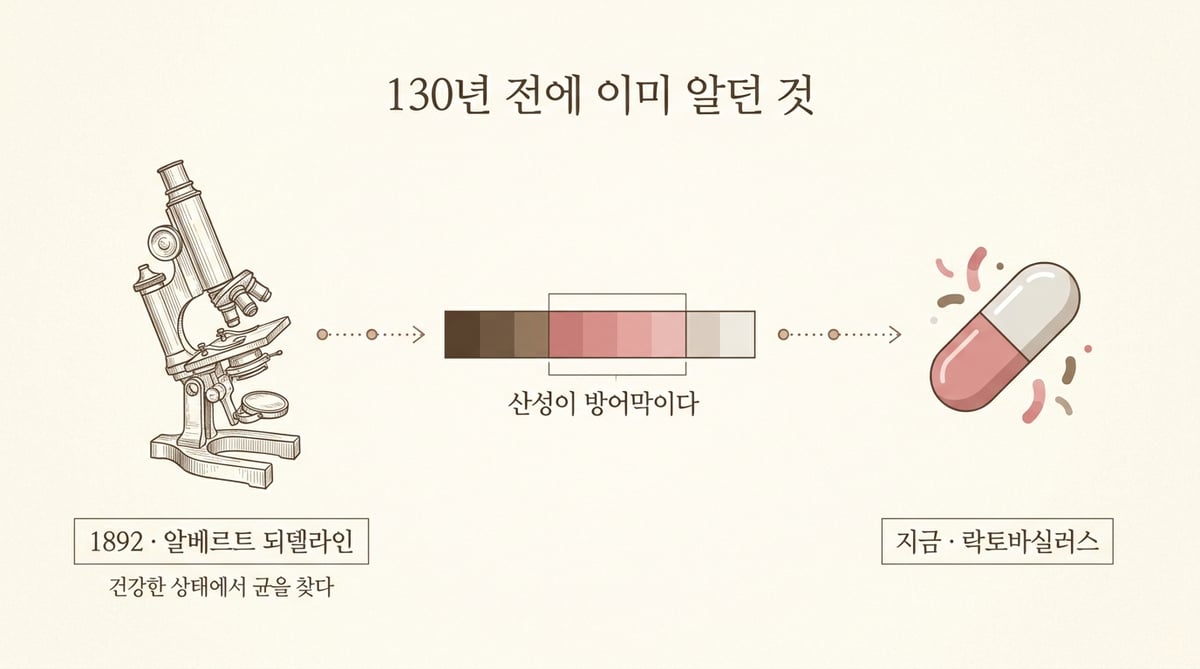 1892년 되델라인의 관찰부터 현재의 락토바실러스 제품까지 이어지는 타임라인 인포그래픽