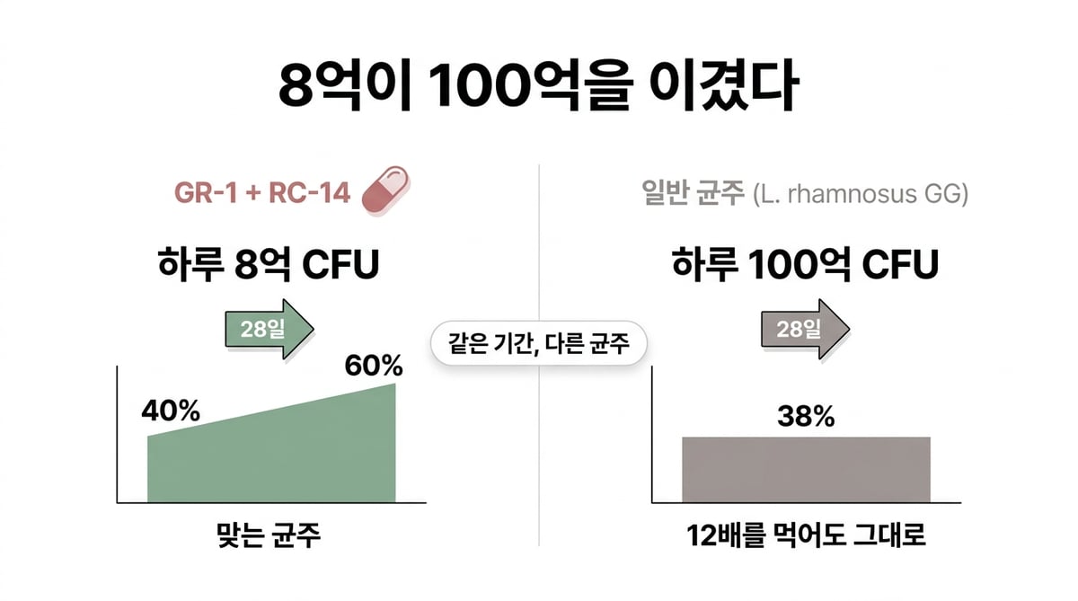 하루 8억 CFU 균주와 100억 CFU 일반 균주의 28일 시험 결과를 비교한 인포그래픽