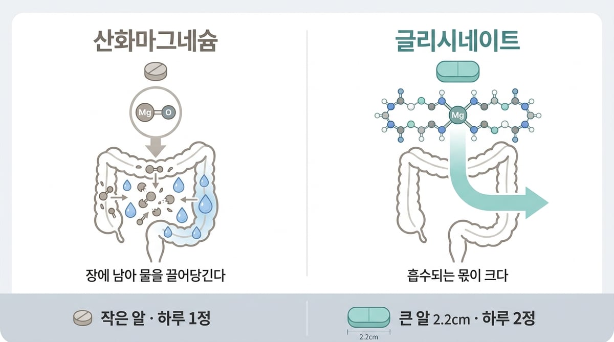 산화마그네슘과 글리시네이트가 장에서 어떻게 다르게 작용하는지 비교한 인포그래픽