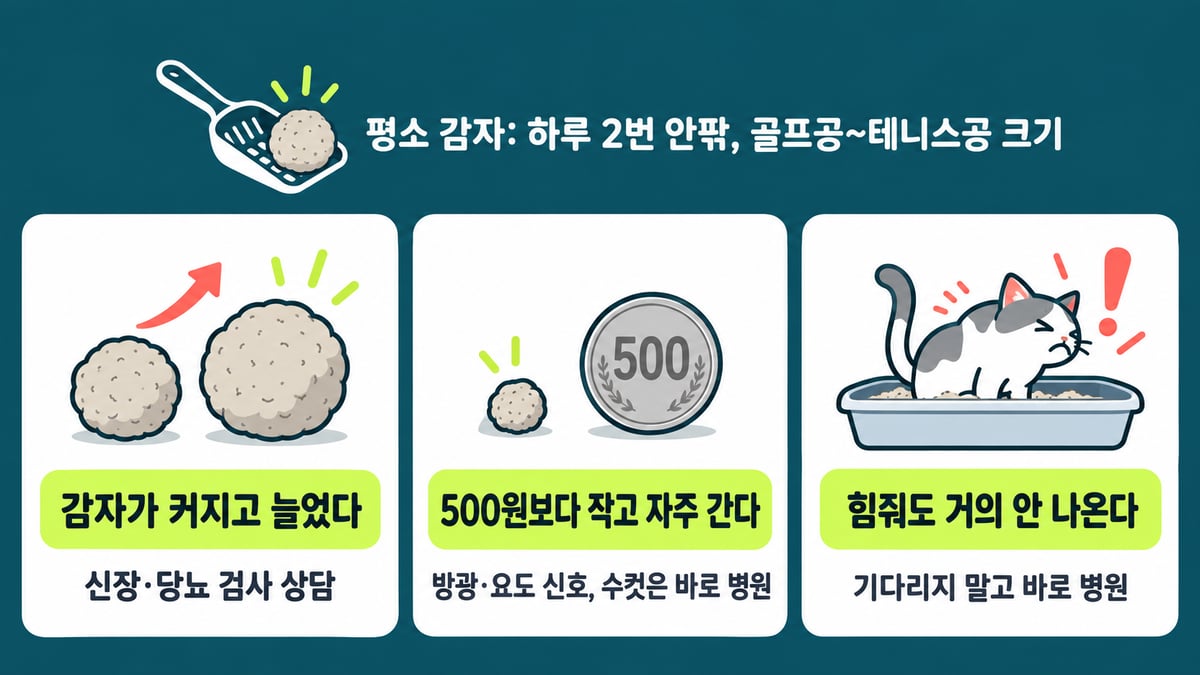 고양이 감자(소변 덩어리)로 보는 신호: 평소 하루 2번 안팎 골프공~테니스공 크기, 감자가 커지고 늘었다면 신장·당뇨 검사 상담, 500원보다 작고 자주 가면 방광·요도 신호이고 수컷은 바로 병원, 힘줘도 거의 안 나오면 기다리지 말고 바로 병원
