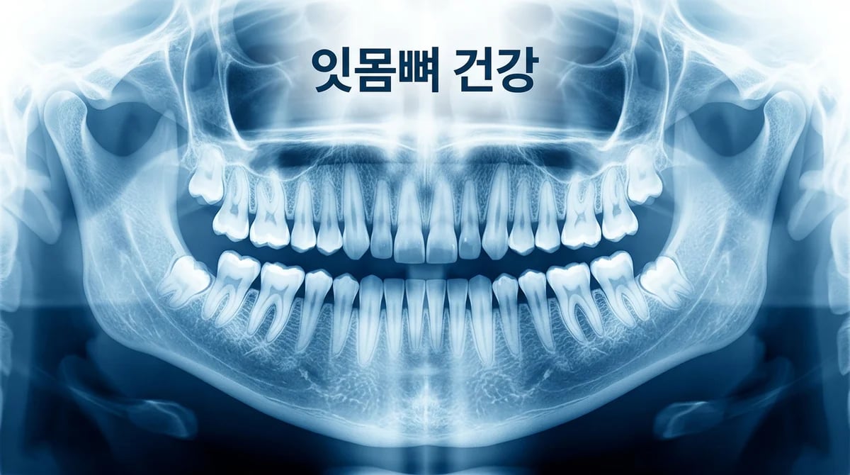 파노라마 엑스레이로 잇몸 건강 확인: 뼈 손실 징후 이해 가이드