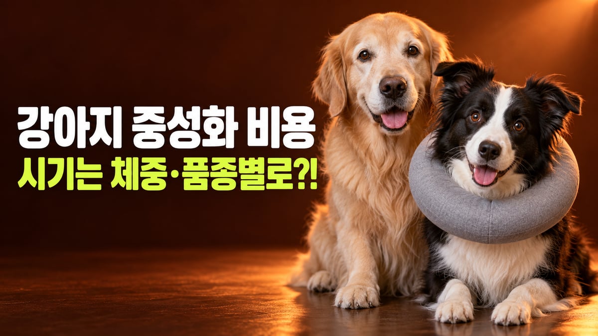 도넛 모양 넥카라를 한 보더콜리와 골든 리트리버, 강아지 중성화 비용과 체중·품종별 중성화 시기를 묻는 썸네일