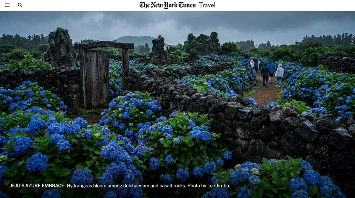 제주 현무암 돌담과 짙은 파란 수국