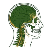 목뼈와 머리 부위 신경이 압박되어 편두통을 유발하는 원리를 보여주는 해부학적 관점의 그림