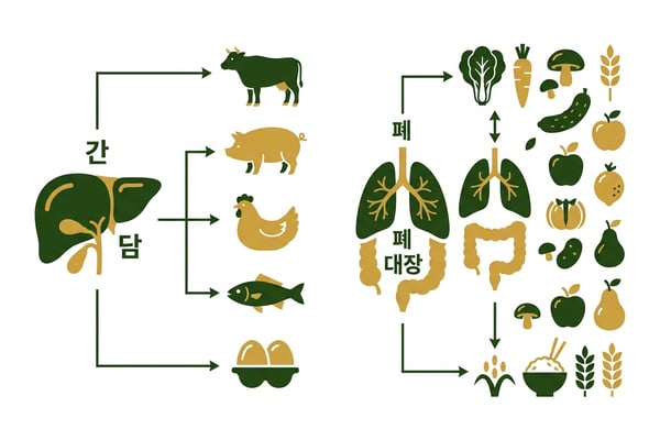 간과 담을 상징하는 강한 장기 아이콘과 폐와 대장을 상징하는 약한 장기 아이콘이 채식과 육식 음식과 연결되어 대비를 이루는 모습