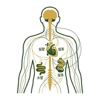인체 내 심장, 소장, 심포, 삼초가 신경망으로 연결된 추상적인 도식