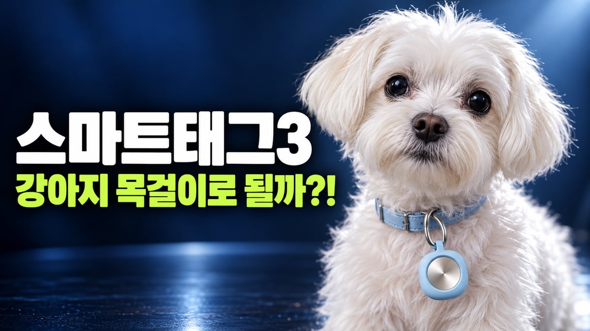 파란 목걸이에 스마트태그를 단 흰 말티즈 강아지, 스마트태그3 강아지 목걸이로 될까