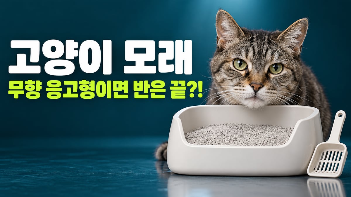 고양이 화장실 앞에 턱을 괸 노묘 고등어 태비, 고양이 모래 무향 응고형이면 반은 끝