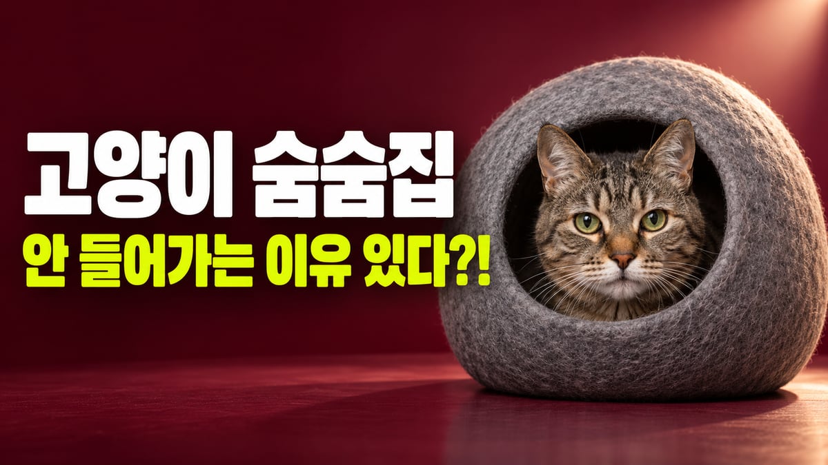 버건디 무대 위 회색 펠트 숨숨집 입구로 얼굴을 내민 노묘 고등어 태비 고양이, 고양이 숨숨집 안 들어가는 이유 있다