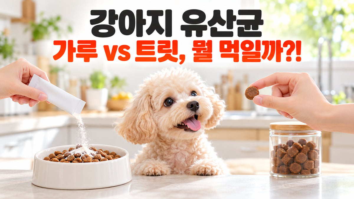 사료에 유산균 가루를 뿌리는 손과 트릿을 내미는 손 사이에서 토이푸들이 고개를 든 모습, 강아지 유산균 가루 vs 트릿 비교
